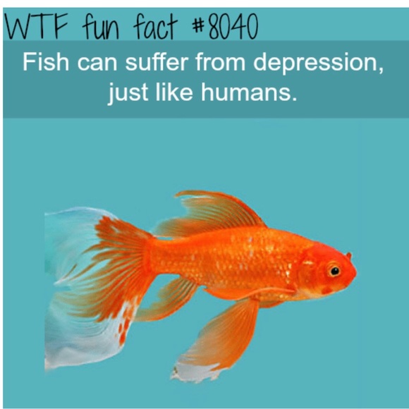 #4 LIKE LISTING #5 Comments Full - Picture 8 of 16